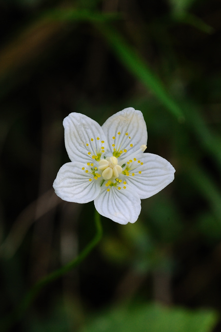 Parnassia palustris